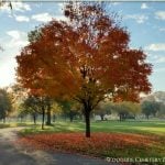 Mature trees and arboretum landscape at Woodside Cemetery