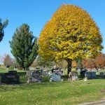 Mature trees and arboretum landscape at Woodside Cemetery